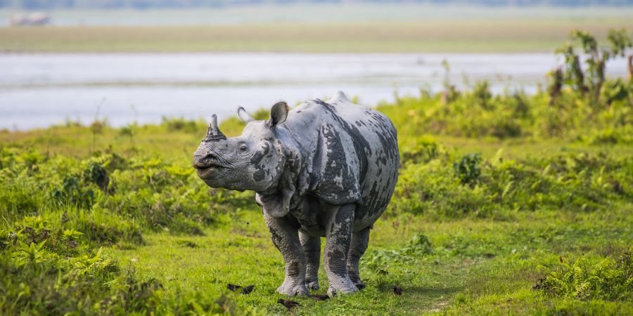 Kaziranga National Park Assam