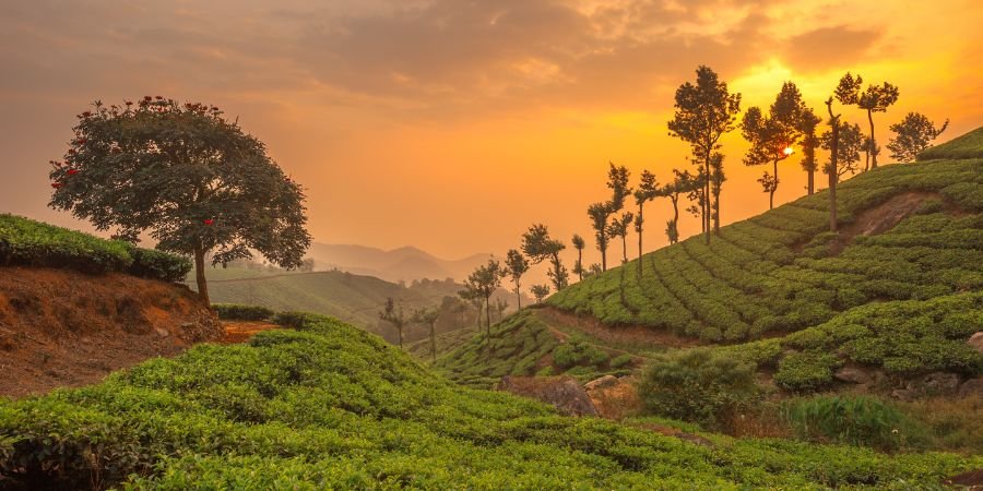 Munnar Kerala