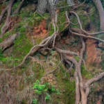 Meghalaya Living Root Bridge Trek