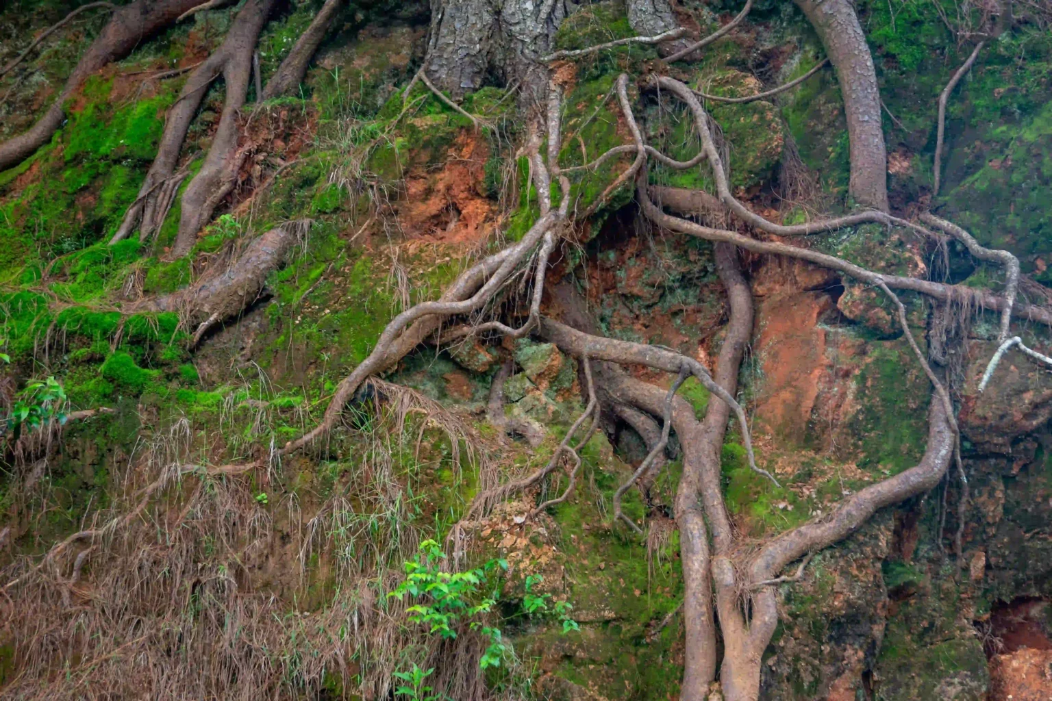 Meghalaya Living Root Bridge Trek
