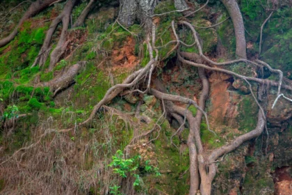 Meghalaya Living Root Bridge Trek