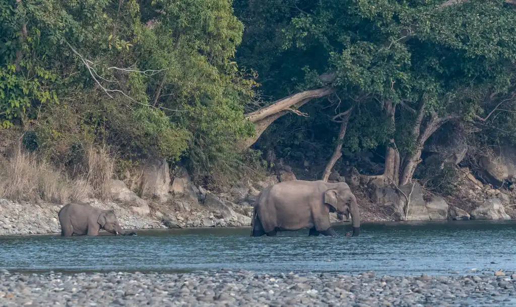 Ramganga river at dawn, Dhikala zone, Jim Corbett National Park.